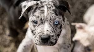 Dalmation dog photo dalmatian/pitbull mix guest post « leaving the zip code. 9 Things You Should Know About Merle Pitbulls Ned Hardy
