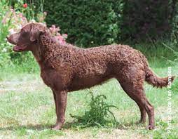 Standard, bronze, silver, gold, and platinum. Canadian Dogs Chesapeake Bay Retriever Puppies Breeders Canada