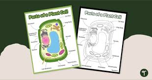 plant cell diagram anchor chart
