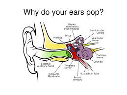 Your fingers should be pointed back and resting on the back of your skull. Why Do Your Ears Pop Your Ears Pop In Air Planes Because The Air High Above The Surface Of Earth Is Less Dense Than Air Near The Surface Because Air Ppt