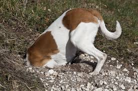 why do dogs dig why they dig in dirt