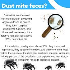 Dust Mites And Their Habitat Carpet