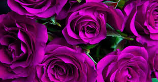 Did you scroll all this way to get facts about dark purple flowers? Purple Roses Names Varieties Meanings And Pictures Florgeous
