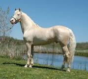 what-is-a-cremello-horse