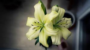 Check spelling or type a new query. If You Have Pets Don T Bring Lilies Into Your Home The Morning Call