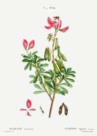 Blooming Ononis fruticosa | Free download under CC Attributi ...