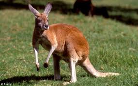 Image result for kangaroo