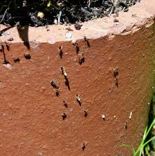 getting rid of ants in potted plants