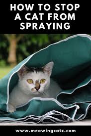 Cats usually smell like their own toilet. Do Female Cats Spray What Is Male Cat Spraying How To Get Rid Male Cat Spraying Cats Smelling Cat Spray Smell