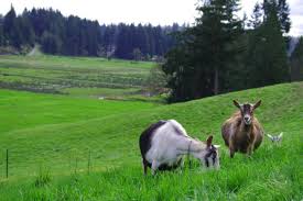 Benefits Of Goat Milk Vs Cow Milk Mt Capra