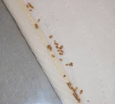 Bed Bugs In Mattresses What It Looks Like