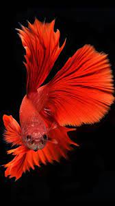 red fish apple aquarium beta mate