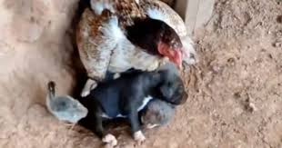 Já vi de tudo nessa vida': vídeo flagra 'galinha chocadeira que bota ovo de cachorro' | ND Mais