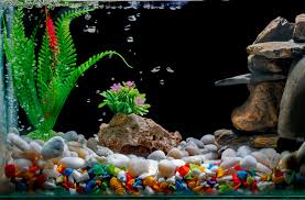 The Best Fish Tank Decorations - 2022 Guide - Animal Corner gambar png