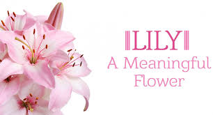 lily flower meaning symbolism