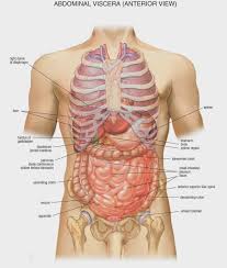 Digestive System Illustration Netter Google Search