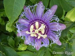 We did not find results for: Passionvineflower Jpg 800 600 Pixels Butterfly Plants Florida Flowers Flower Farm