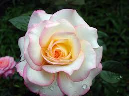 Image result for images of white rose hd