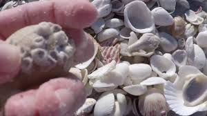 How To Find Shells On Sanibel Island