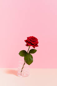 red rose in a jar on a pink background