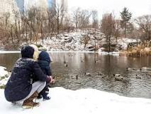 What happens to Central Park turtles in winter?