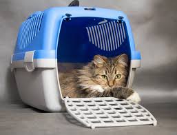 dear doctor safe to clean the cat