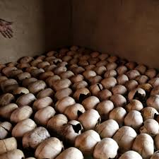 Over 800,000 people were killed by hutu extremists over the course of approximately 100 days. America S Secret Role In The Rwandan Genocide Rwanda The Guardian