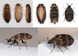 identifying carpet beetle eggs how to