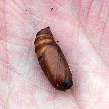 pupal-cases-2.jpg&usqp=CAU