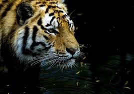 tiger reflection stock photos royalty