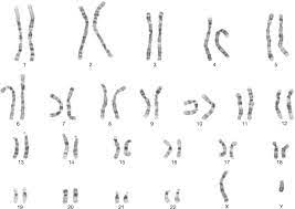 human chromosome an overview