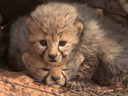 Image result for Cheetahs