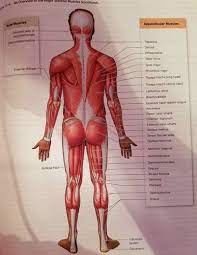 a p the muscular system flashcards