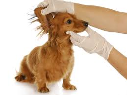 ear infections in dogs causes