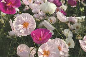 Plant Grow And Care For Cosmos Flowers