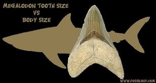 Megalodon Shark Tooth Size Vs Body Size Comparison Chart
