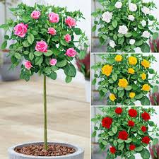 Semi Evergreen Potted Garden Roses