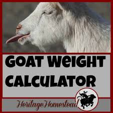 Goat Weight 4 Easy Ways To Weigh