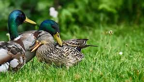 Keeping And Caring For Your Pet Duck