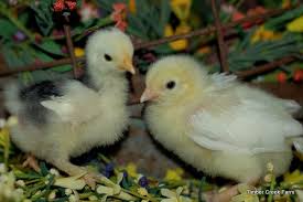 How Chicks Grow The First Year Timber Creek Farm