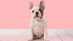 french baby bulldog in pink
