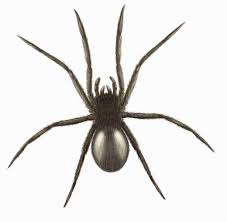 10 Common Spiders Found In And Around Britains Homes But