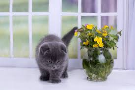 Cats after they eat cilantro. Safe Plants For Cats What To Have In Your Garden Catster