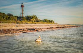 It's possible to drive on the beach here, and to sign up for a shell tour. A First Timer S Guide To Sanibel Island Florida S Nature Escape