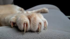 do overgrown claws hurt your cat a vet