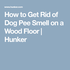 dog urine and remove the urine smell