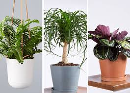 20 Plants Safe For Dogs Indoor