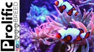 feed bubble tip anemones reef roids
