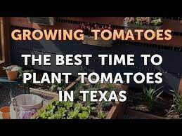 To Plant Tomatoes In Texas
