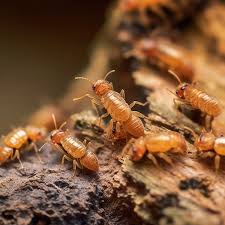 Ants And Termite Pictures Colony Of